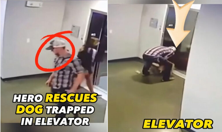 Hero rescues dog trapped in elevator what he did next will give you chills!